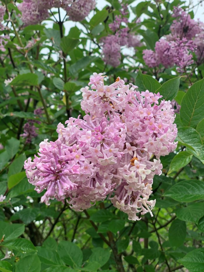 20210620 Lilacs full bloom 20210620