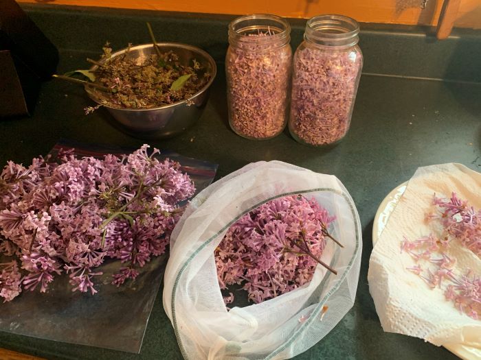 Processing - sorted and washed flowers