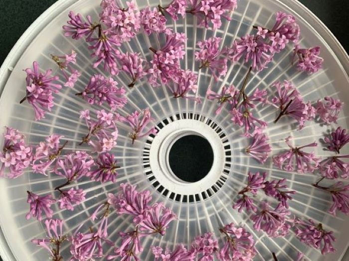 20210621 Lilacs dehydrator horizontal 2 Lilacs in dehydrator