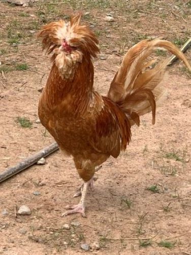 MEOToole Rooster with attitude 500 px