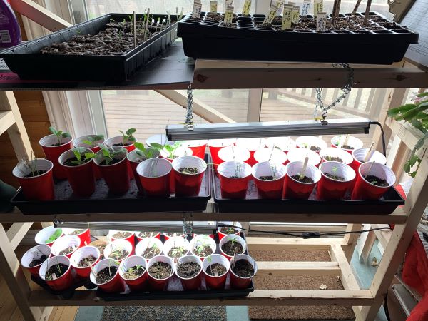 MEOToole seed starts