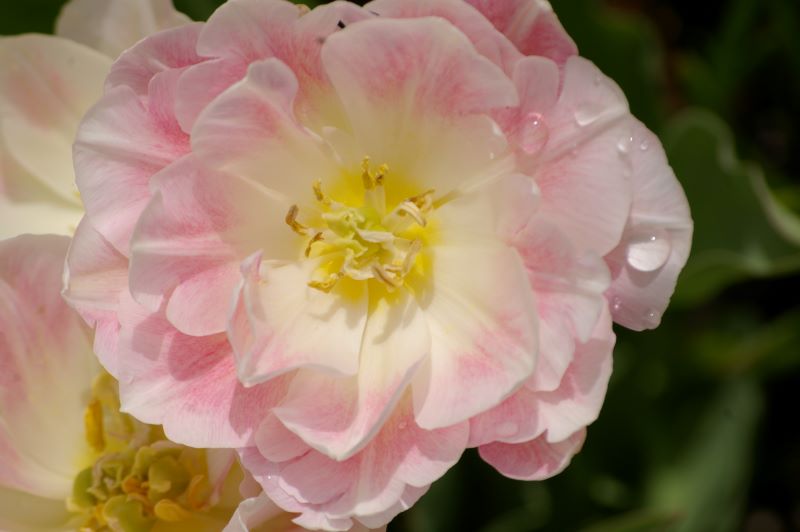 MEOToole_pink_front_above_morning_800px