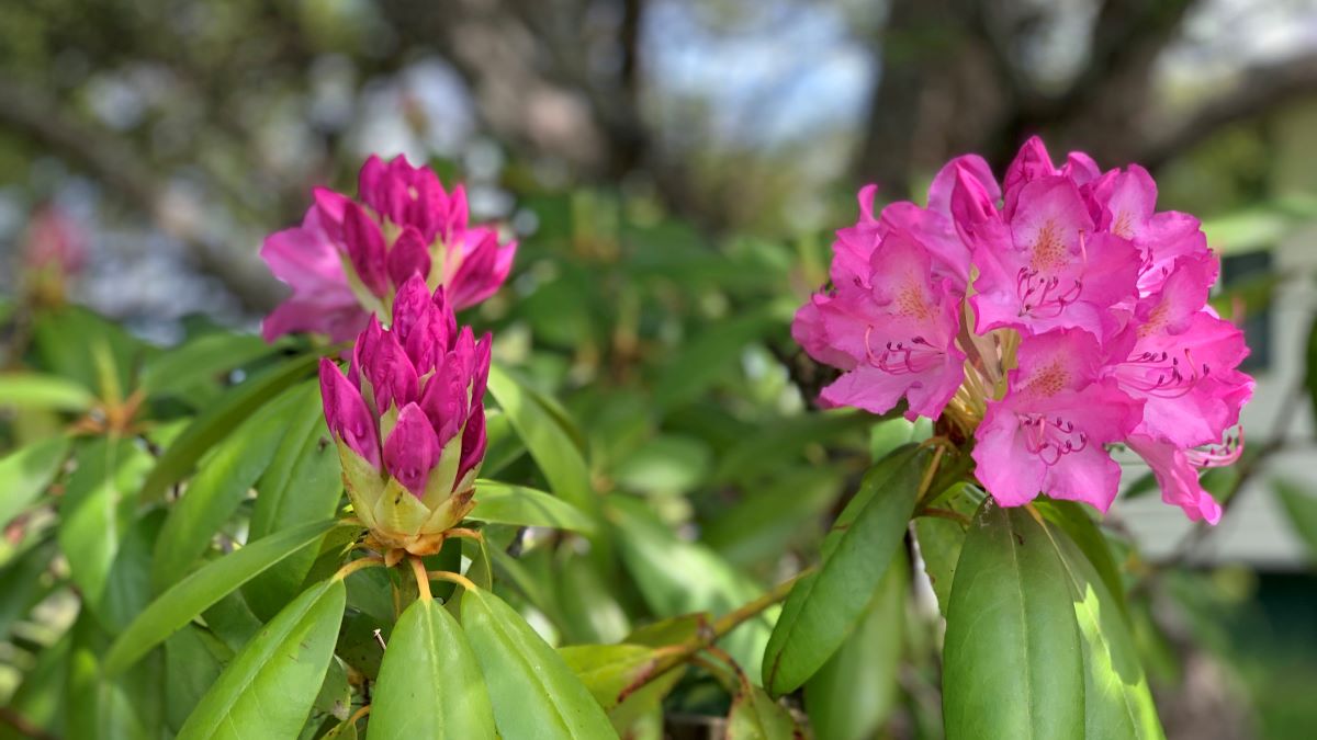 Lessons from the Garden