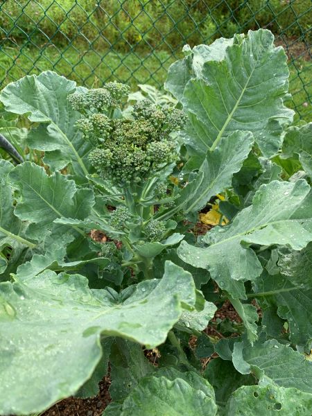 meotoole_broccoli2