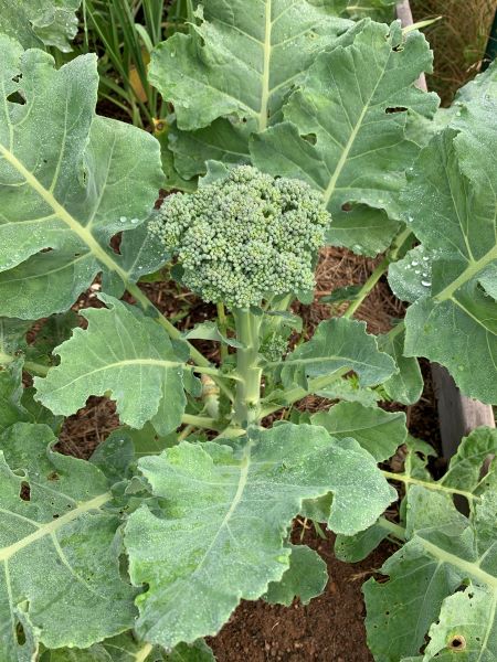 meotoole_broccoli3