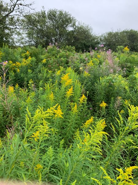 meotoole_wildflowers