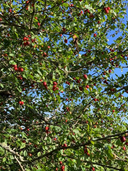 crabapples 1