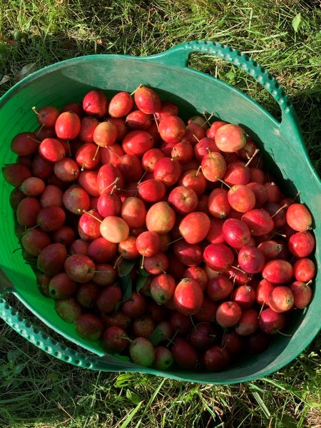 crabapples 2