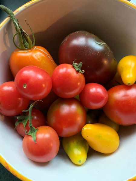 tomato variety