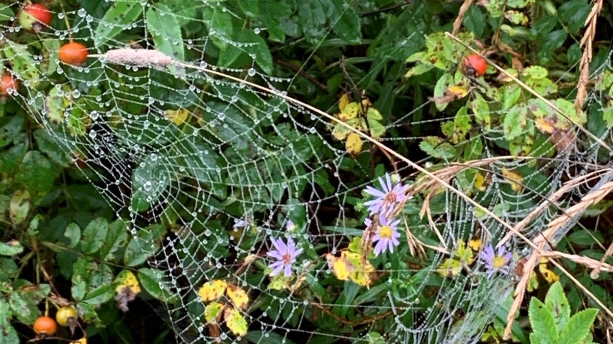 spider webs in mist