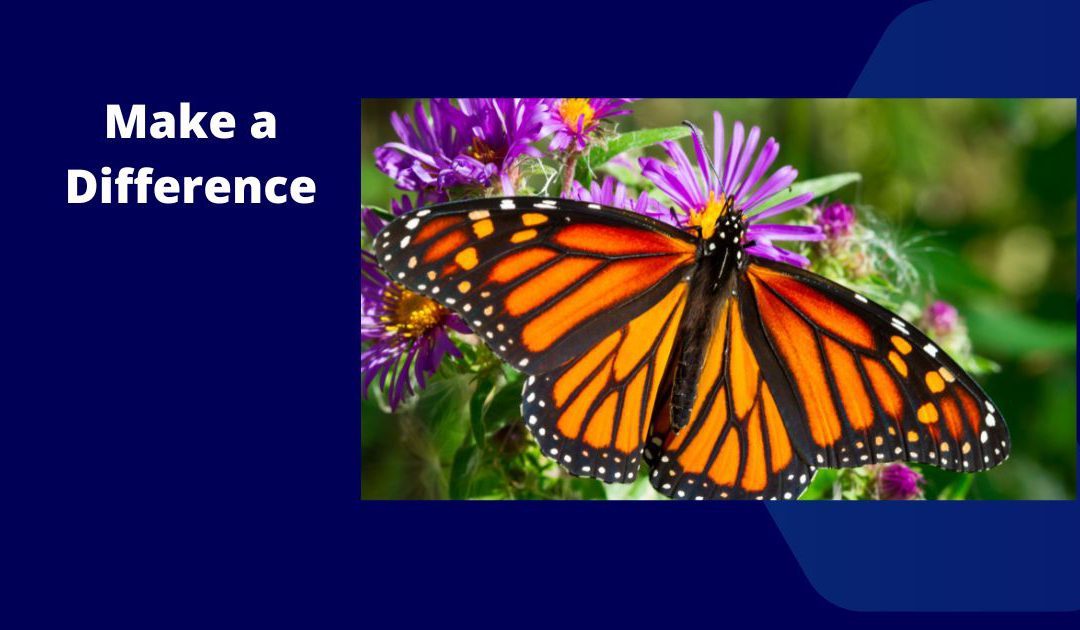 Support Butterflies and Bees – Plant Pollinator Gardens